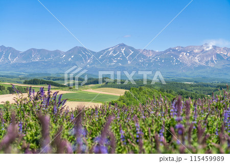 キャットミント咲く初夏の十勝岳連邦 キャットミント咲く初夏の十勝岳連邦 115459989