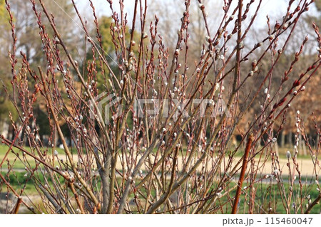 ネコヤナギの芽吹き・2023年3月 115460047