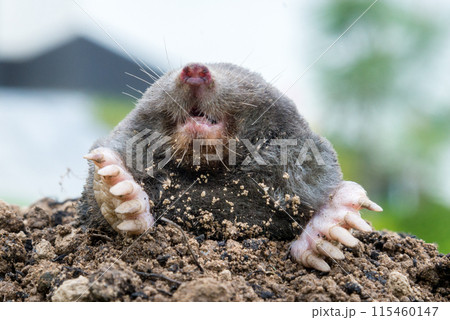 Mole, Talpa europaea, making mole hill and damaging beautiful lawn and flower garden. Mole, Talpa europaea, making mole hill and damaging beautiful lawn and flower garden. 115460147
