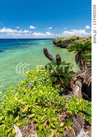 Beautiful coastline with green palms. Iriomote Island. 115460288