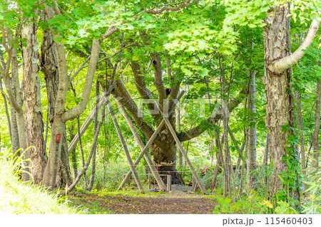 千本ナラ　多くの枝が空に向かって伸びている姿が千手観音の手が伸びたように見える 115460403