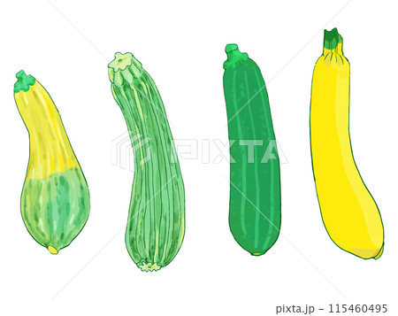 ズッキーニ水彩画 115460495