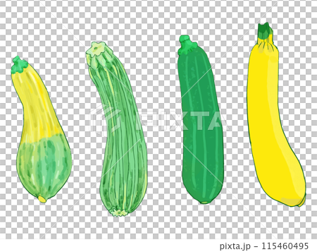 西葫蘆水彩 115460495