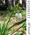 白い花 115460526