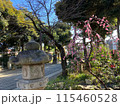 神社の境内にある満開の紅梅 115460528