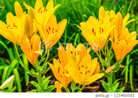 夏の花壇　カラフルなスカシユリの花びら 115460581