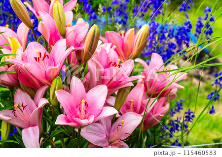 夏の花壇　カラフルなスカシユリの花びら 115460583