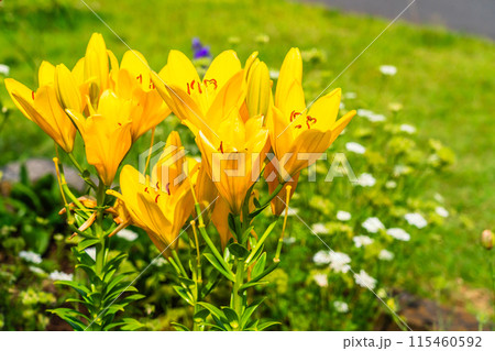 夏の花壇　カラフルなスカシユリの花びら 115460592