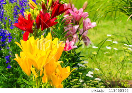 夏の花壇　カラフルなスカシユリの花びら 115460593