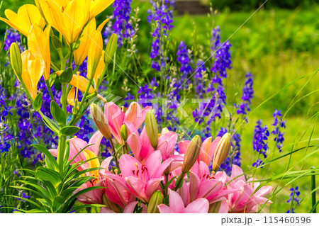 夏の花壇 カラフルなスカシユリの花びら 夏の花壇 カラフルなスカシユリの花びら 115460596