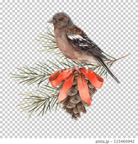Fir branches with a pine cone, a red bow and a bird. Watercolor botanical illustration on isolated background. Drawings for Christmas and New Year holidays, invitations, cards, wrapping paper 115460942