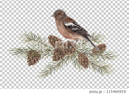 Fir branches with pine cones and a realistic bird. Watercolor botanical illustration on isolated background. Drawings for Christmas and New Year holidays, invitations, cards, wrapping paper 115460959