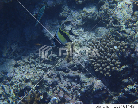 サンゴと魚　ツノダシ 115461445