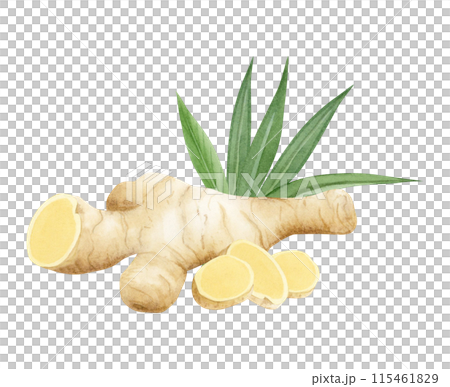 Watercolor horseradish or ginger roots with slices and green leaves watercolor illustration isolated on white in beige colors. Organic raw spices for simple kitchen designs, vegetarian and vegan food Watercolor horseradish or ginger roots with slices and green leaves watercolor illustration isolated on white in beige colors. Organic raw spices for simple kitchen designs, vegetarian and vegan food 115461829