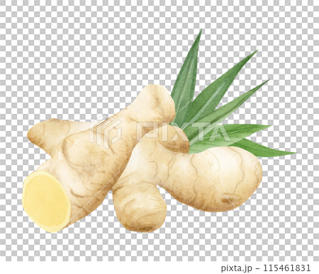 Hand drawn sliced ginger root and green leaves watercolor illustration isolated on white in pastel beige and yellow colors. Horseradish vegetable for realistic designs, cookbooks and organic product Hand drawn sliced ginger root and green leaves watercolor illustration isolated on white in pastel beige and yellow colors. Horseradish vegetable for realistic designs, cookbooks and organic product 115461831