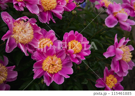 満開のバラ園 115461885