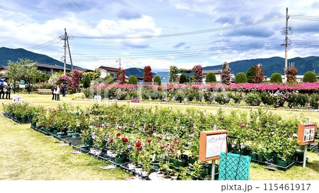【長野県中野市】一本木公園 信州なかのバラまつり 【長野県中野市】一本木公園 信州なかのバラまつり 115461917