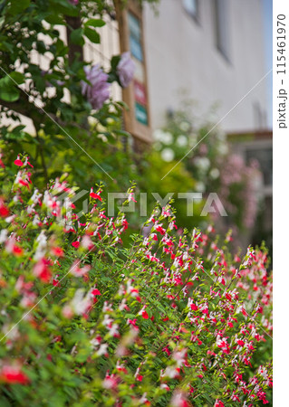 満開のバラ園 115461970