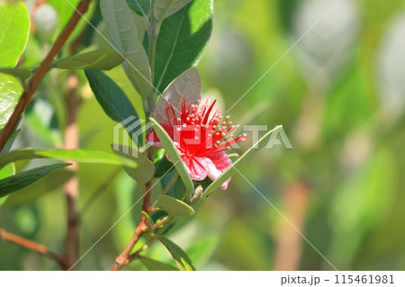 愛らしいフェイジョアの花 115461981