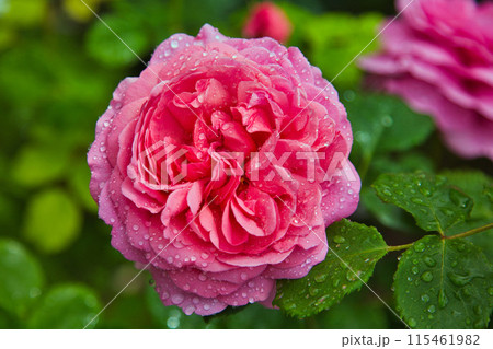 満開のバラ園 115461982