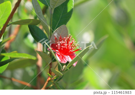 愛らしいフェイジョアの花 115461983