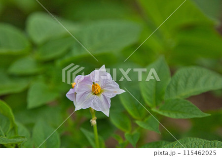 満開のバラ園 満開のバラ園 115462025