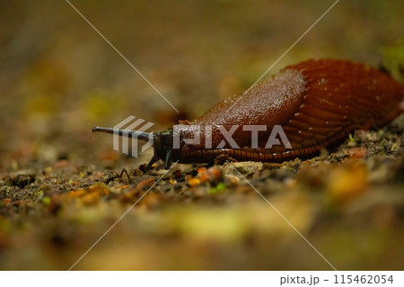 Spanish slug Arion vulgaris snail crawls along a garden ground. Spanish slug Arion vulgaris snail crawls along a garden ground. 115462054