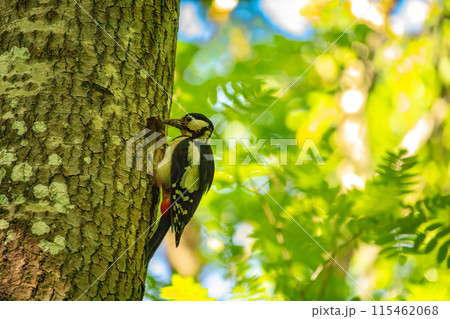 he great spotted woodpecker, Dendrocopos major he great spotted woodpecker, Dendrocopos major 115462068