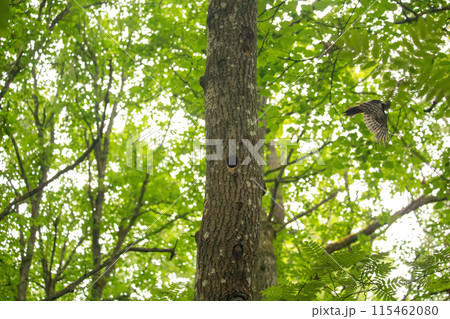 Great Spotted Woodpecker (Dendrocopos major) Great Spotted Woodpecker (Dendrocopos major) 115462080