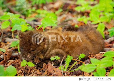 Sick Marten in wild forest with  ringworm 115462089