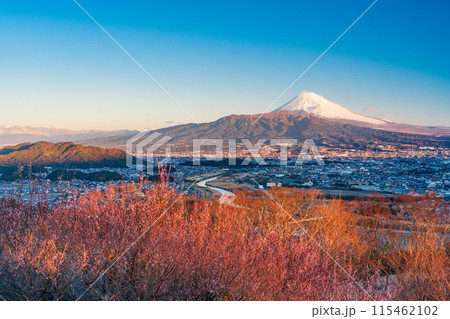 （静岡県）朝日が差し込んだ日守山から、三島市街並みと富士山 115462102