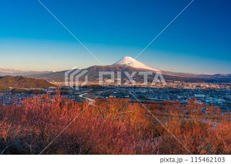 （静岡県）朝日が差し込んだ日守山から、三島市街並みと富士山 115462103