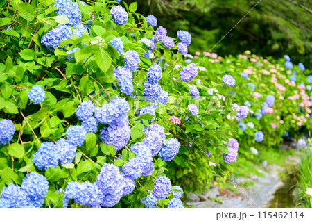 美しい青色とピンク色のアジサイの花が咲く夏の庭 美しい青色とピンク色のアジサイの花が咲く夏の庭 115462114
