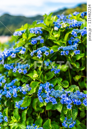 社が丘花園のアジサイ(紫陽花)【長崎市】 社が丘花園のアジサイ(紫陽花)【長崎市】 115462234