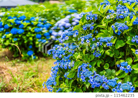 社が丘花園のアジサイ(紫陽花)【長崎市】 社が丘花園のアジサイ(紫陽花)【長崎市】 115462235