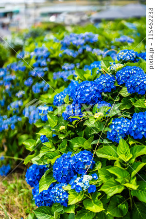 社が丘花園のアジサイ(紫陽花)【長崎市】 社が丘花園のアジサイ(紫陽花)【長崎市】 115462238