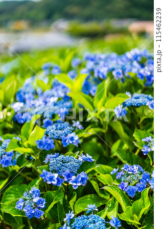社が丘花園のアジサイ(紫陽花)【長崎市】 社が丘花園のアジサイ(紫陽花)【長崎市】 115462239