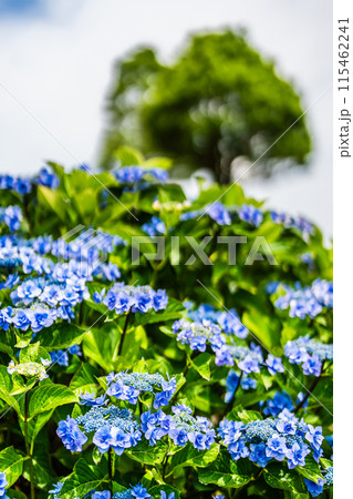 社が丘花園のアジサイ(紫陽花)【長崎市】 社が丘花園のアジサイ(紫陽花)【長崎市】 115462241