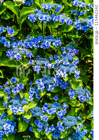 社が丘花園のアジサイ(紫陽花)【長崎市】 社が丘花園のアジサイ(紫陽花)【長崎市】 115462242