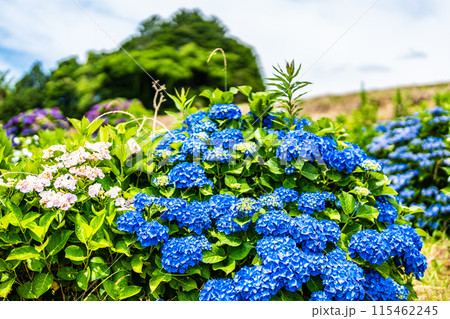 社が丘花園のアジサイ（紫陽花）【長崎市】 115462245