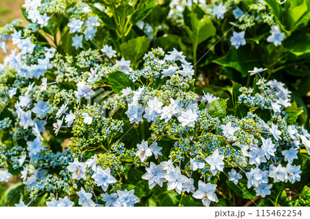 社が丘花園のアジサイ(紫陽花)【長崎市】 社が丘花園のアジサイ(紫陽花)【長崎市】 115462254