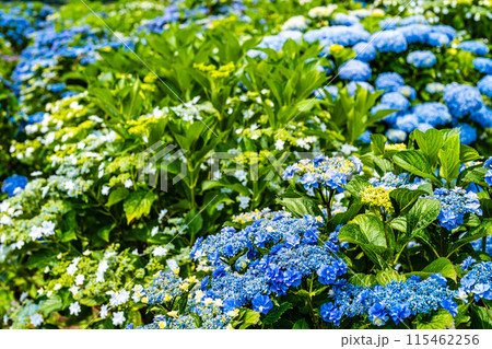 社が丘花園のアジサイ（紫陽花）【長崎市】 115462256