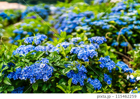 社が丘花園のアジサイ(紫陽花)【長崎市】 社が丘花園のアジサイ(紫陽花)【長崎市】 115462259