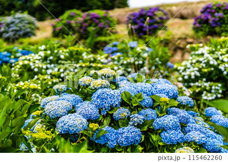 社が丘花園のアジサイ(紫陽花)【長崎市】 社が丘花園のアジサイ(紫陽花)【長崎市】 115462260