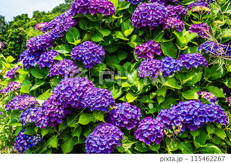 社が丘花園のアジサイ(紫陽花)【長崎市】 社が丘花園のアジサイ(紫陽花)【長崎市】 115462267