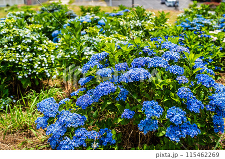 社が丘花園のアジサイ（紫陽花）【長崎市】 115462269