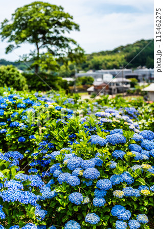 社が丘花園のアジサイ(紫陽花)【長崎市】 社が丘花園のアジサイ(紫陽花)【長崎市】 115462275