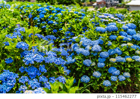 社が丘花園のアジサイ（紫陽花）【長崎市】 115462277