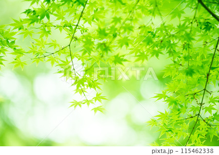 新緑　エコ 115462338