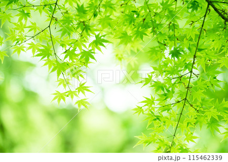 新緑 エコ 新緑 エコ 115462339